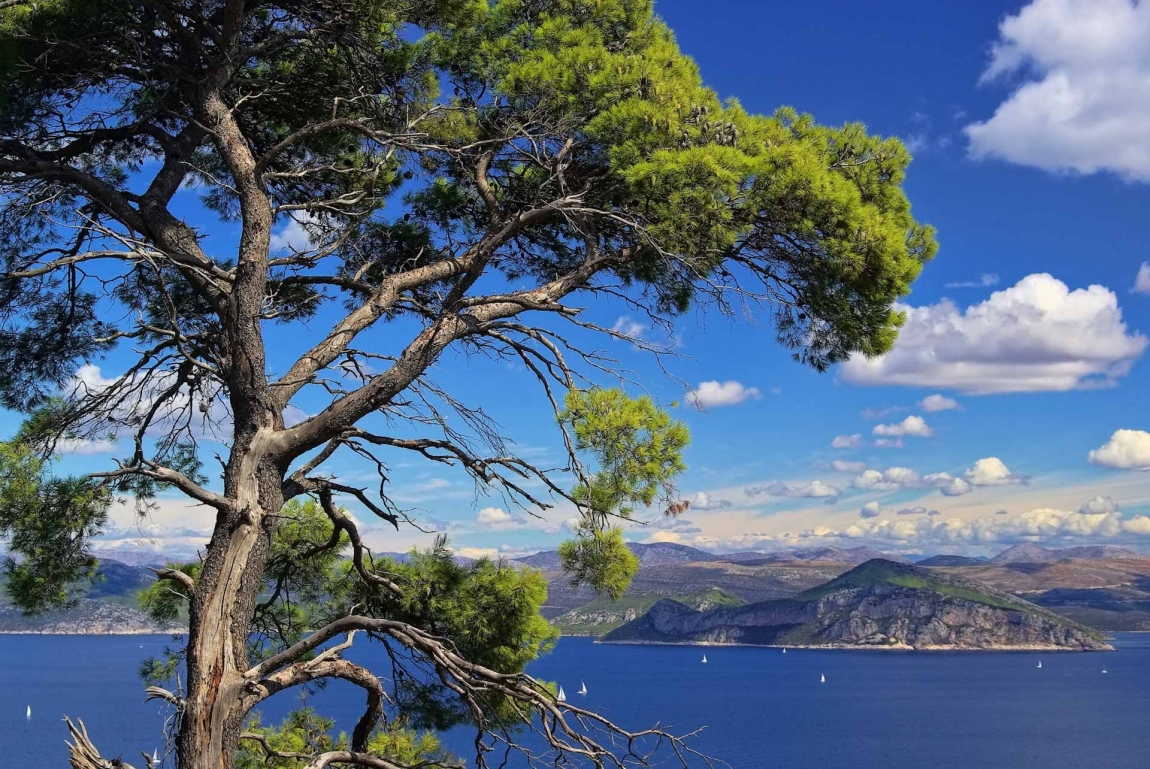 elaphite tree croatia holidays